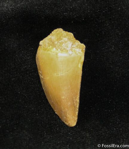 Inch Mosasaurus Tooth #1114